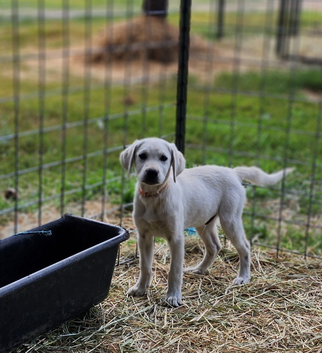 SHENANIGAN Boy 6 - Labrador Retriever puppy in Priest River, Idaho from Lazy Daisy Labs