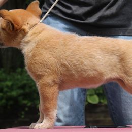 Australian Cattle Dog Puppies from Kanku