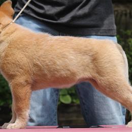 Australian Cattle Dog Puppies from Kanku