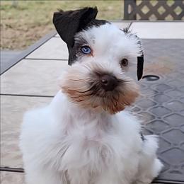 Sweet Pups Divinity - Parti female Miniature Schnauzer puppy in North Zulch, Texas from Sweet Pup Schnauzers