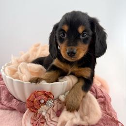 Cheyenne AKC :: PRA Clear - Black and tan female Dachshund puppy in Erick, Oklahoma from 4-L Backyard Dach