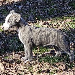Sparrow - Fawn brindle Whippet puppy in Lenoir City, Tennessee from Equiss Whippets