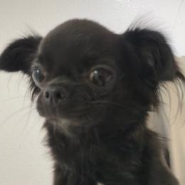 Raven - Black female Chihuahua puppy in El Sobrante, California from Dolce Coco Chihuahuas