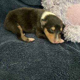 Whitney - Black white and tan female Collie puppy in Yulee, Florida from Three Collie Farm