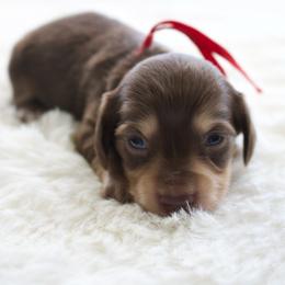 Lily - Chocolate and cream female Dachshund puppy in Morrow, Ohio from Courtney’s Colorful Doxies