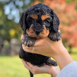 Stone - Black white and tan male Cockapoo puppy in Mt Bethel, Pennsylvania from Stasia’s Cutiepoos