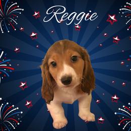 Dachshund Puppies from Vibrant Eyes Doxies