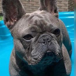 Queenie - French Bulldog