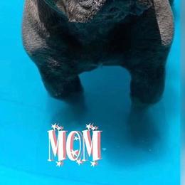 Queenie - French Bulldog