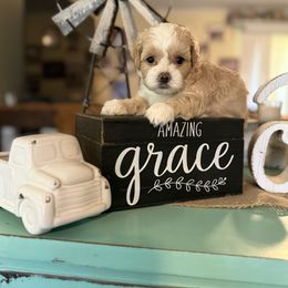 Tan boy - Gold and white male Shihpoo puppy in Cottondale, Florida from Pat’s precious puppies