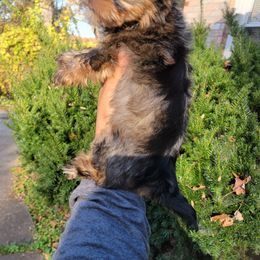 Great Dane and Yorkshire Terrier Puppies from Chuck City Danes