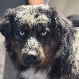 Jag - Miniature Australian Shepherd