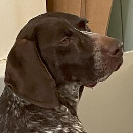 Jilly - German Shorthaired Pointer