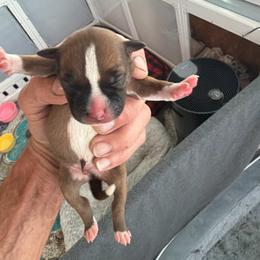 Boy 1 - Red and white male Staffordshire Bull Terrier puppy in Port Saint Lucie, Florida from Southern Staffies