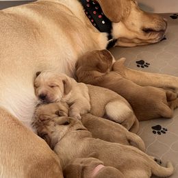 Labrador Retriever Puppies from Sun Ridge Labradors