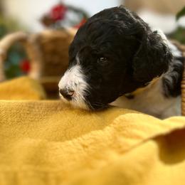 Labradoodle Puppies from California Poppy Doodles