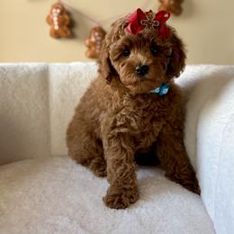 Bernedoodle and Poodle Puppies from Miranda’s Sunshine Poodles and Doodles