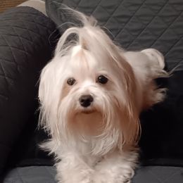 Maltese All Grown Up from Desrosier