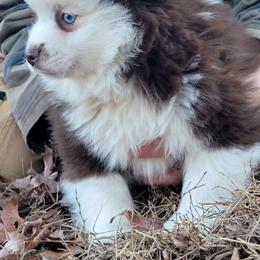 Ice - Chocolate male Pomsky puppy in Gladstone, Virginia from Rustic Charms Miniature Huskys