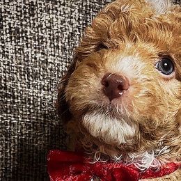 Spice - Cream Poodle puppy in Houston, Texas from Jomelkin Furry Pals