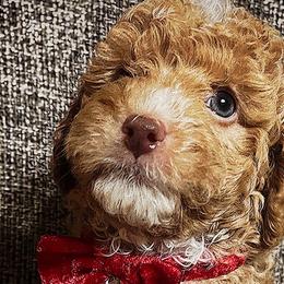 Spice - Cream Poodle puppy in Houston, Texas from Jomelkin Furry Pals