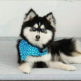 Pomsky Puppies from Way too cute Pomskies