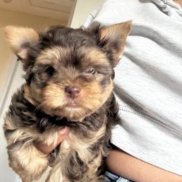 Teddy - Chocolate and tan male Yorkshire Terrier puppy in Parma, Ohio from My Exotic Yorkies LLC