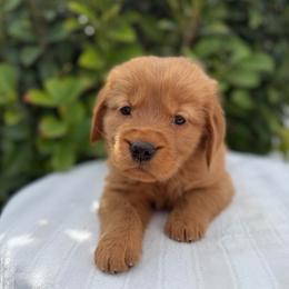 Female 2, Pink - Golden female Golden Retriever puppy in Utah from Deseret Peak Goldens