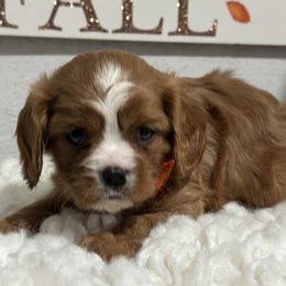 Hardy - Ruby male Cavalier King Charles Spaniel puppy in Shipshewana, Indiana from Shelli's Puppies