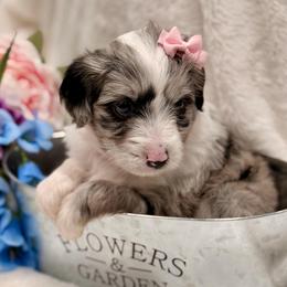 Pink collar toy - Blue merle female Aussiedoodle puppy in 32046, Florida from River Hill Ranch