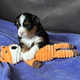 Whiff - Black tri female Miniature American Shepherd puppy in Ewing, Kentucky from Bright Hope Aussies