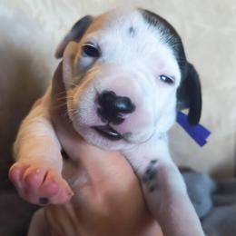 Ditto (Purple collar) - White and black female Dalmatian puppy in Raymondville, Missouri from Wagner's Dalmatian's