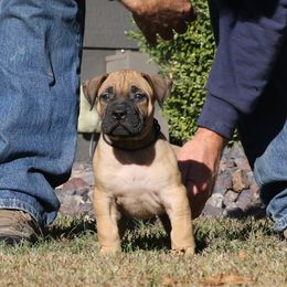 Black Collar - Fawn male Perro de Presa Canario puppy in Pocahontas, Illinois from Cabeza Grande Kennel