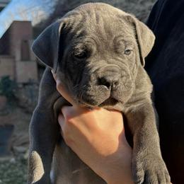 Donner - Gray male Cane Corso puppy in Utah from 3Lake Kennelz