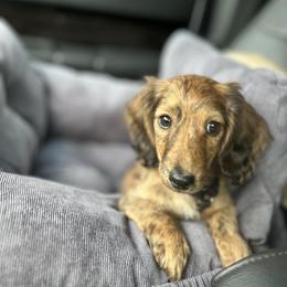 Dachshund Puppies from The long dogs of indiana