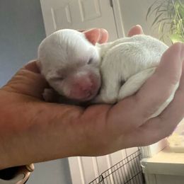 Sophia - White Maltese puppy in Florida from Alina's Maltese