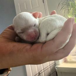 Sophia - White Maltese puppy in Florida from Alina's Maltese