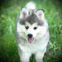 Pomsky and Siberian Husky Puppies from A-Dream Pomsky Kennel