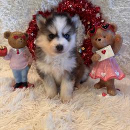 Hart - Black and white male Pomsky puppy in Bucyrus, Missouri from Hill Top Pomskies