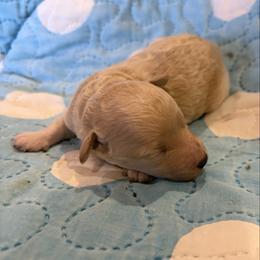 White boy 2 - White male Poodle puppy in Birmingham, Alabama from Stormborn