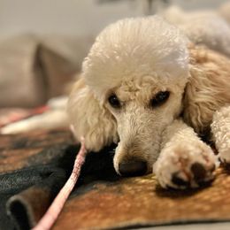 Stormy (Chica) - Poodle