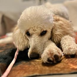Stormy (Chica) - Poodle