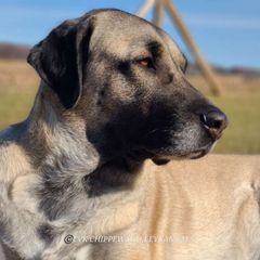 Mora - Kangal
