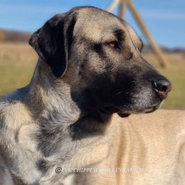 Mora - Kangal