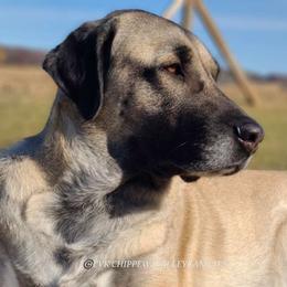 Mora - Kangal