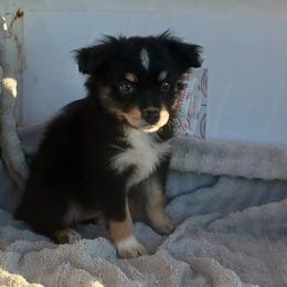 Diamond - Black tri female Miniature Australian Shepherd puppy in Louisville, Mississippi from K & K Livestock