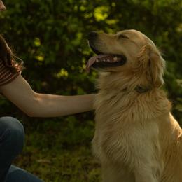 Cooper - Golden Retriever