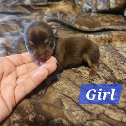 Charm - Chocolate and tan female Chihuahua puppy in Bethlehem, Pennsylvania from Steel City Exotics