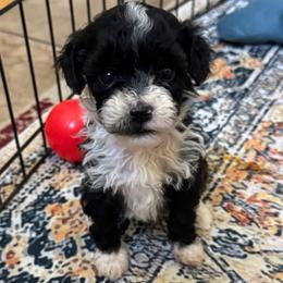 Allspice - Black male Poodle puppy in Caldwell, Idaho from Leila Pearson