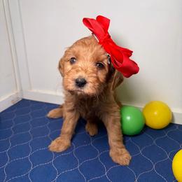 F1B Goldendoodle Coral - Red  female Goldendoodle puppy in Redding, California from Casa Delarosa Collective Poodles & Doodles